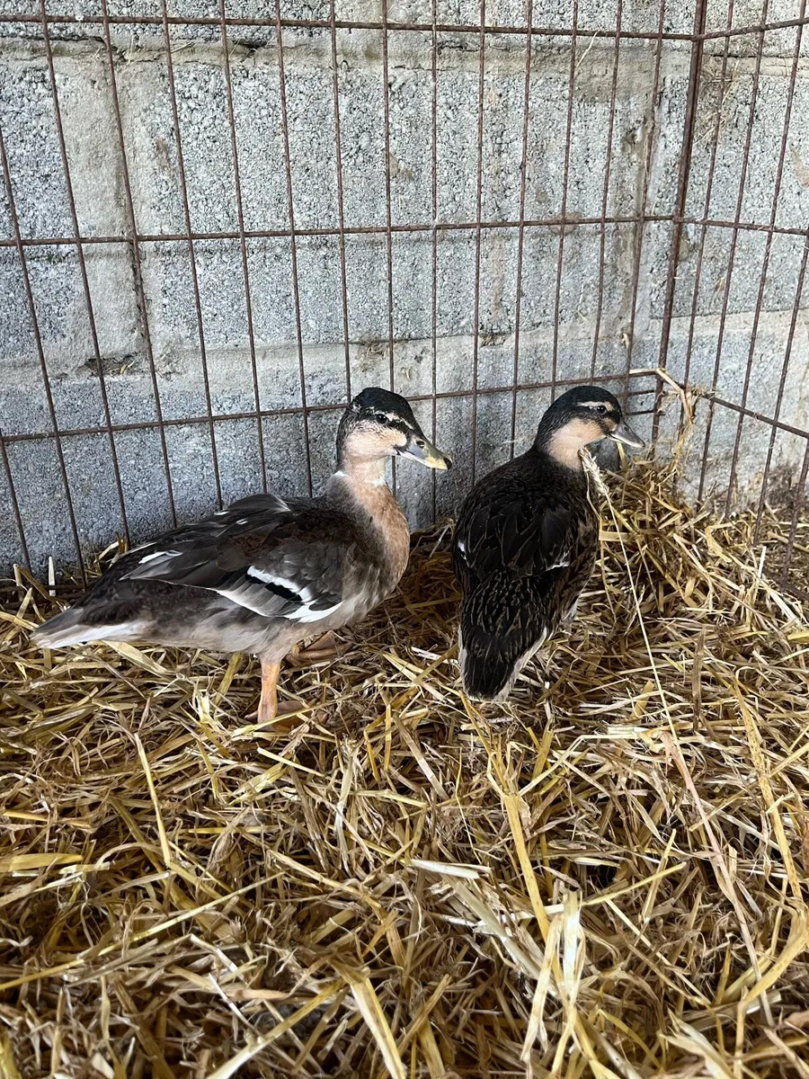 Show quality chickens and ducks - Image 4