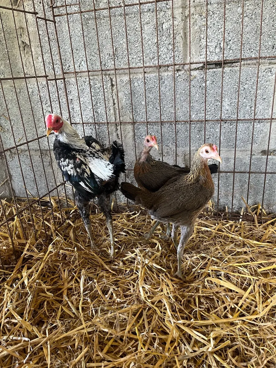 Show quality chickens and ducks - Image 1