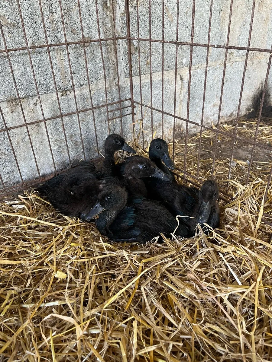 Show quality chickens and ducks - Image 2