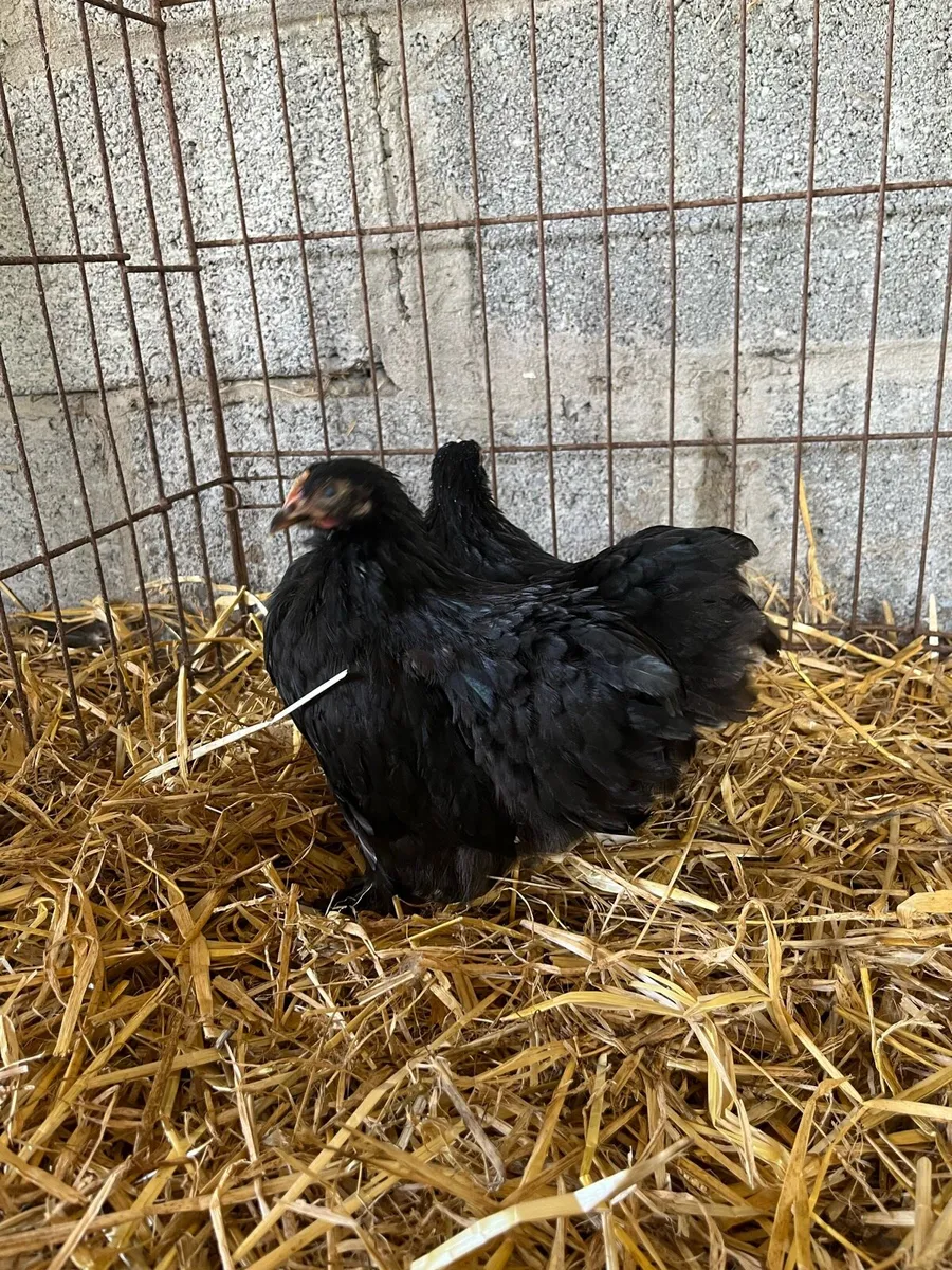 Show quality chickens and ducks - Image 3