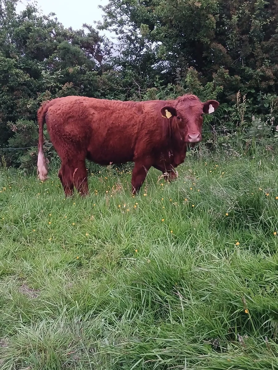 PBR Salers heifers - Image 1