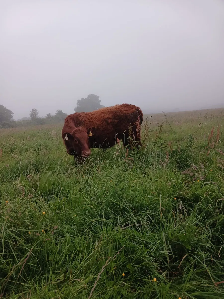 PBR Salers heifers - Image 2