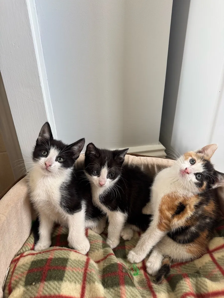 2 Black & White Male Kittens - Image 1