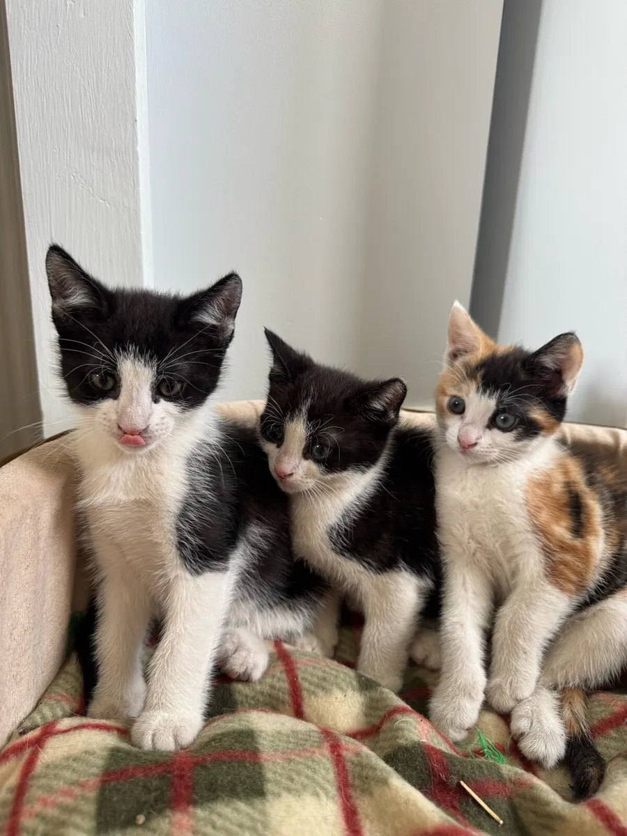 2 Black & White Male Kittens - Image 2