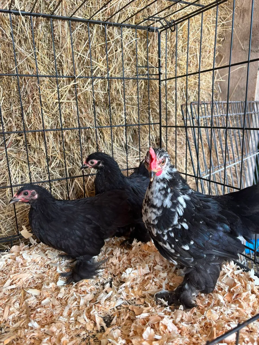 Pekins bantams chickens - Image 1