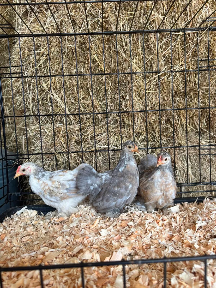 Pekins bantams chickens - Image 4