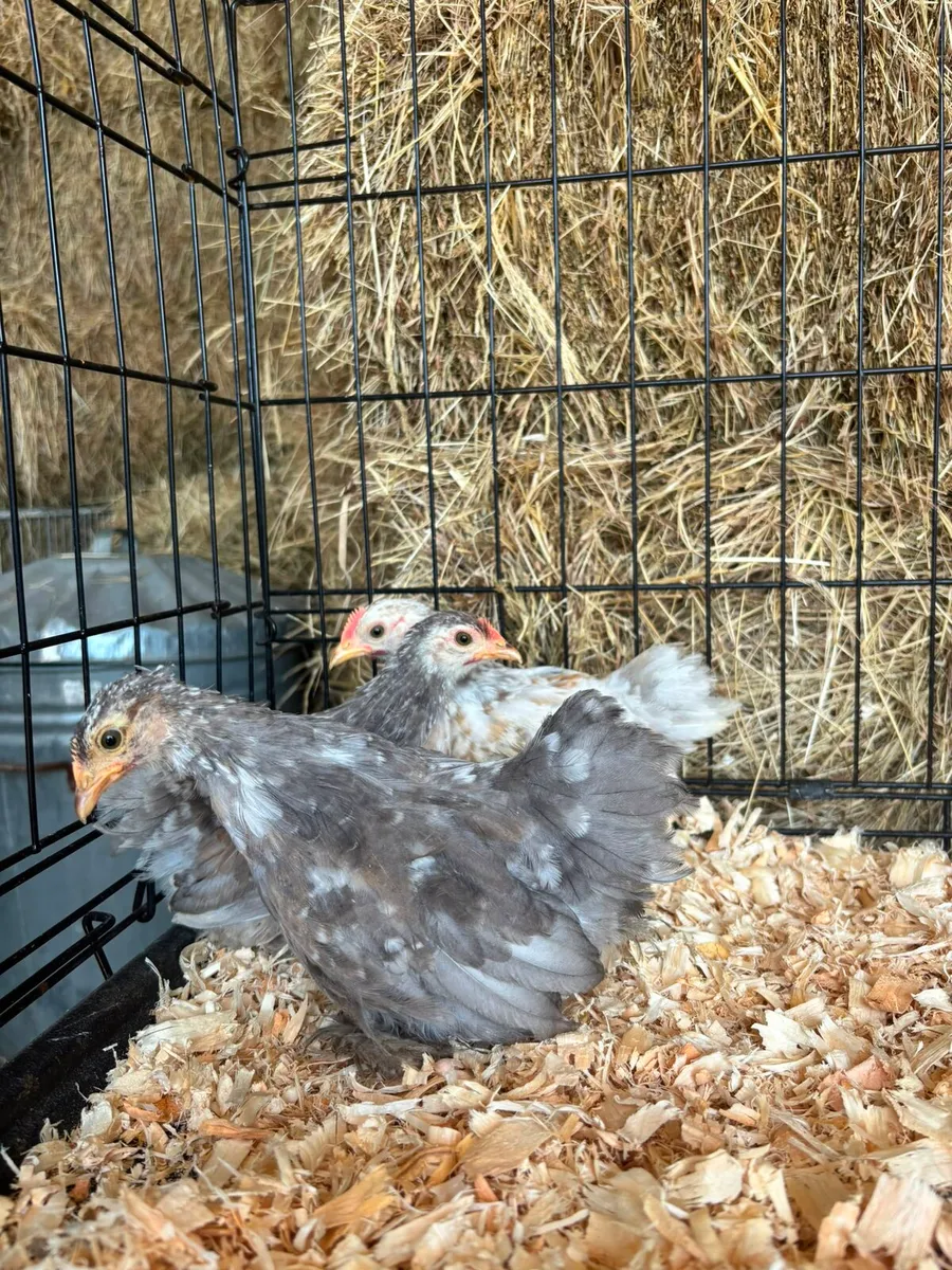 Pekins bantams chickens - Image 2