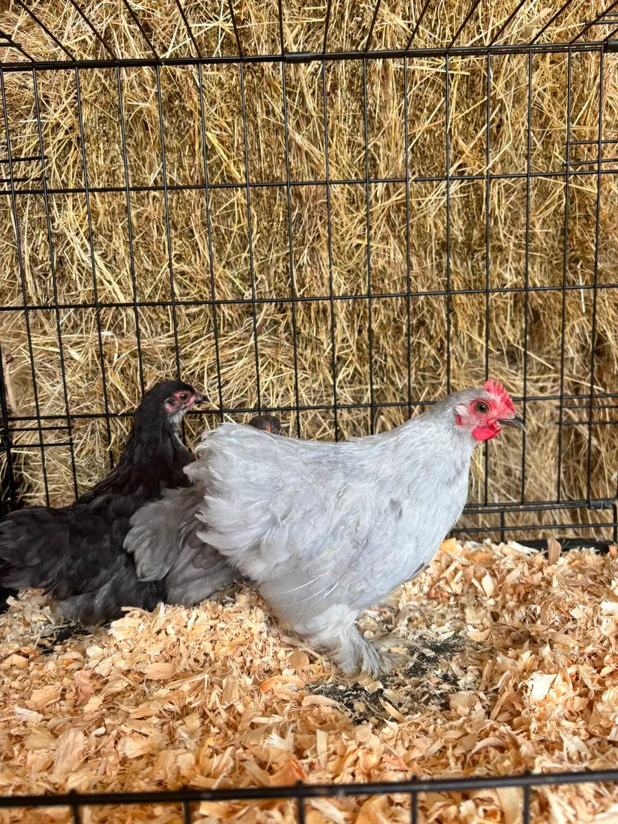 Pekins bantams chickens - Image 3