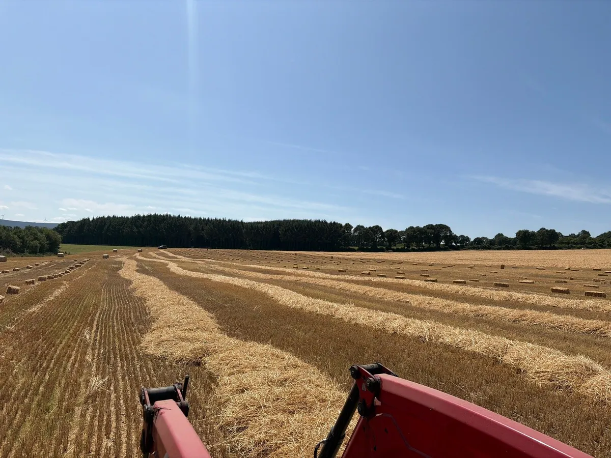 Small square bales of straw - Image 3