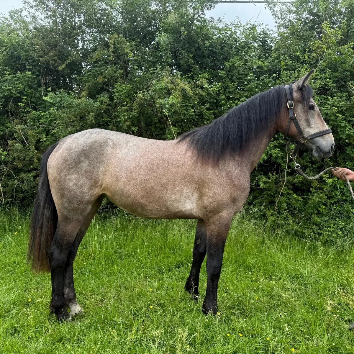 Homebred Connemara cross filly - Image 1