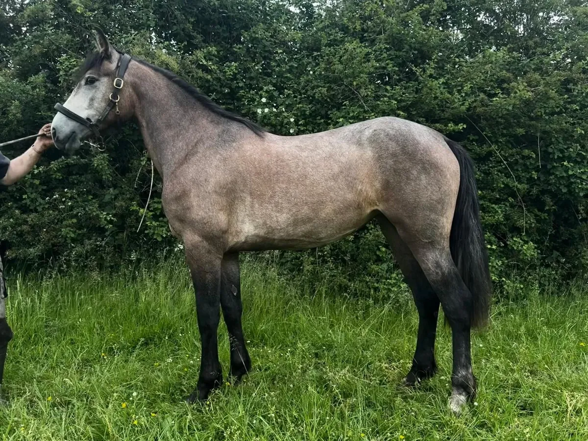 Homebred Connemara cross filly - Image 2