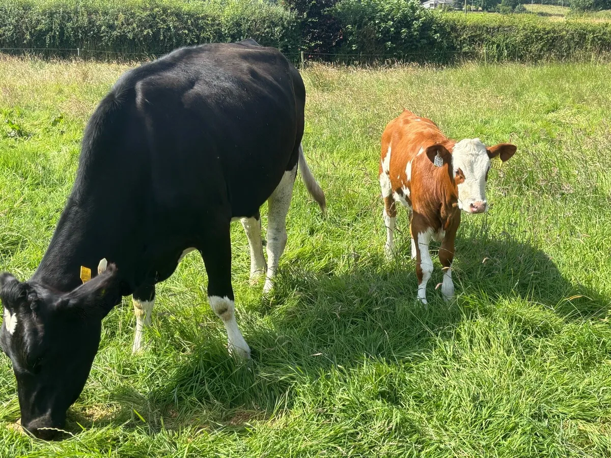 1st calved Simmental heifer & 2 calves & bulls - Image 4