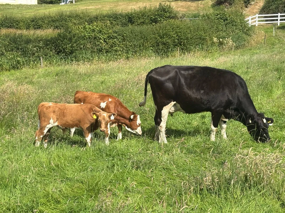 1st calved Simmental heifer & 2 calves & bulls - Image 1