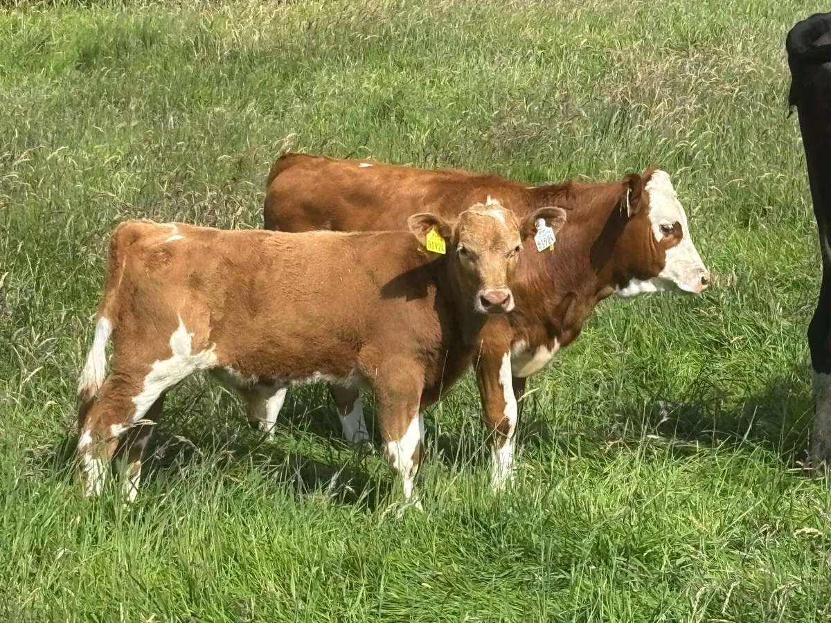 1st calved Simmental heifer & 2 calves & bulls - Image 2