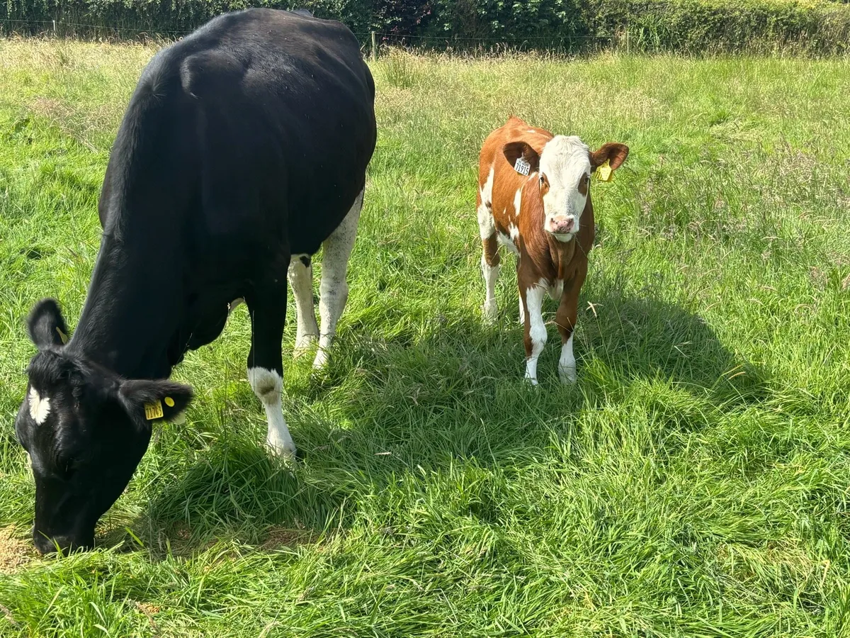 1st calved Simmental heifer & 2 calves & bulls - Image 3