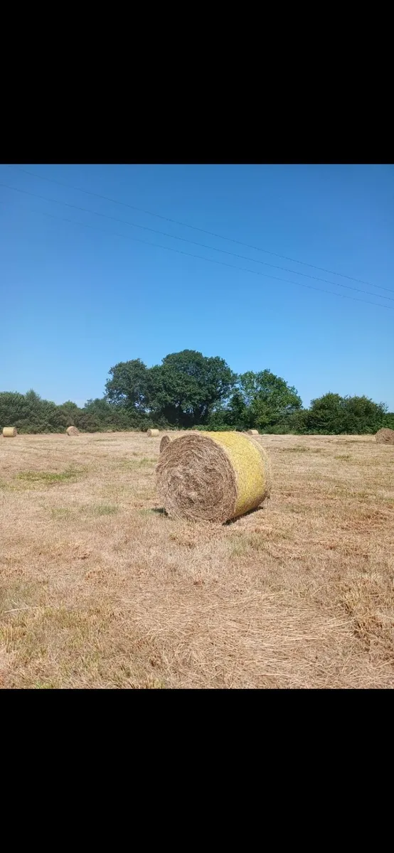 Hay for Sale - Image 1
