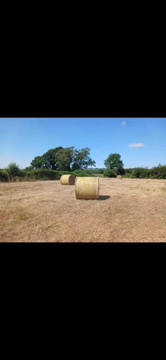 Hay for Sale - Image 2