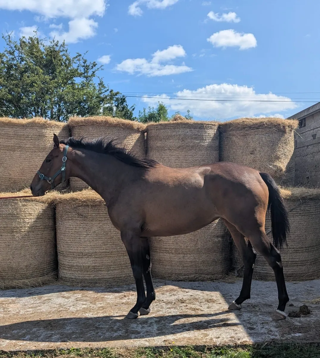 Shantaram tb filly - Image 1