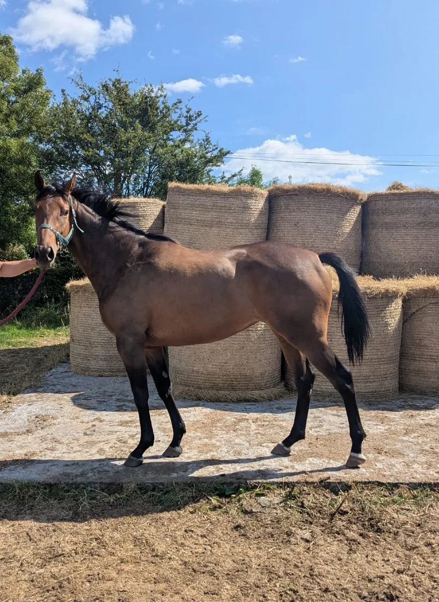 Shantaram tb filly - Image 2