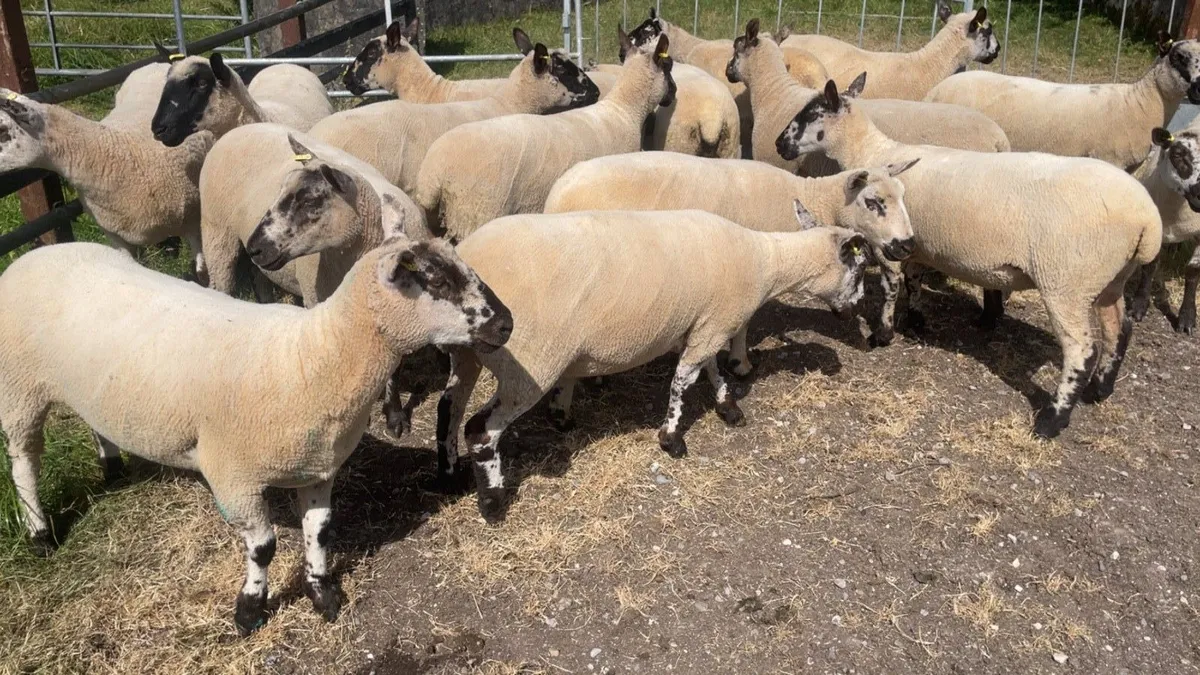 Hoggets - Image 2