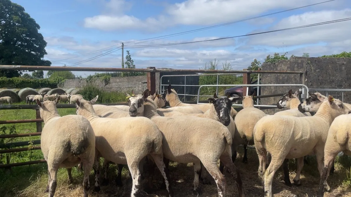 Hoggets - Image 3