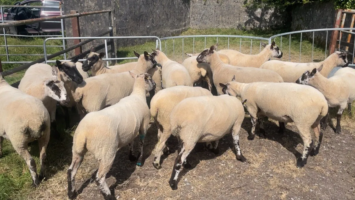 Hoggets - Image 4