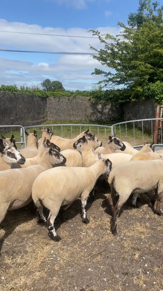 Hoggets - Image 1