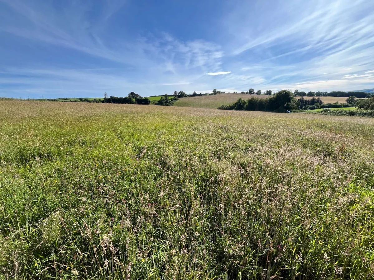 Hay For sale Ovens  3.5 acres - Image 1
