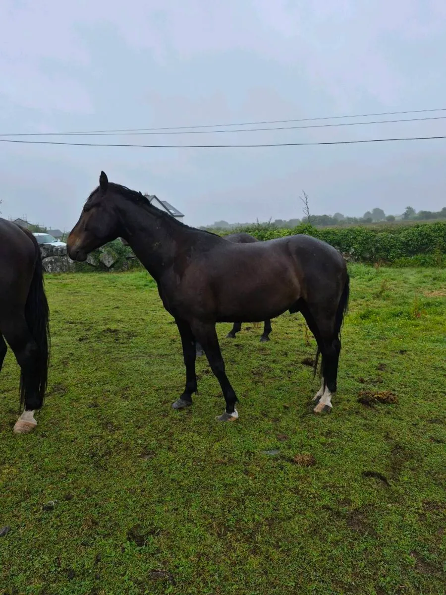 Horse - Image 3