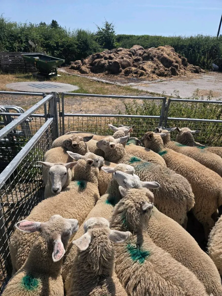 20 ewe lambs - Image 2