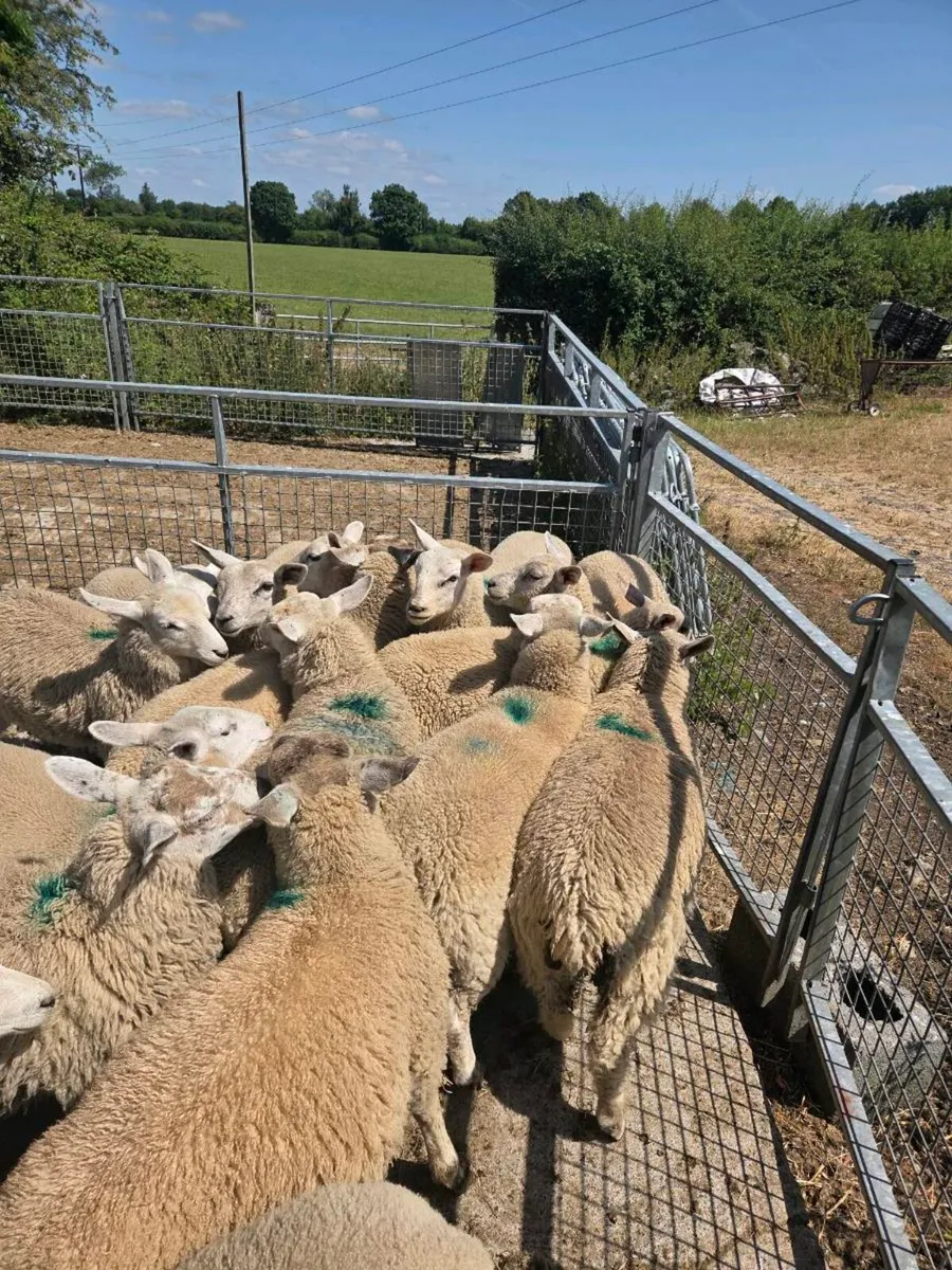 20 ewe lambs - Image 1