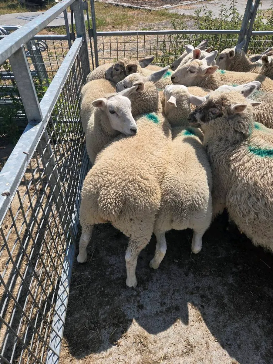 20 ewe lambs - Image 3