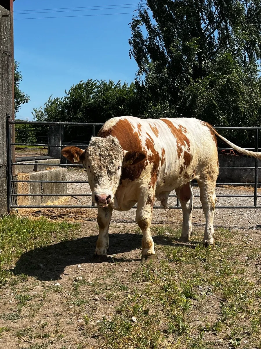 Pedigree Simmental Bull - Image 2