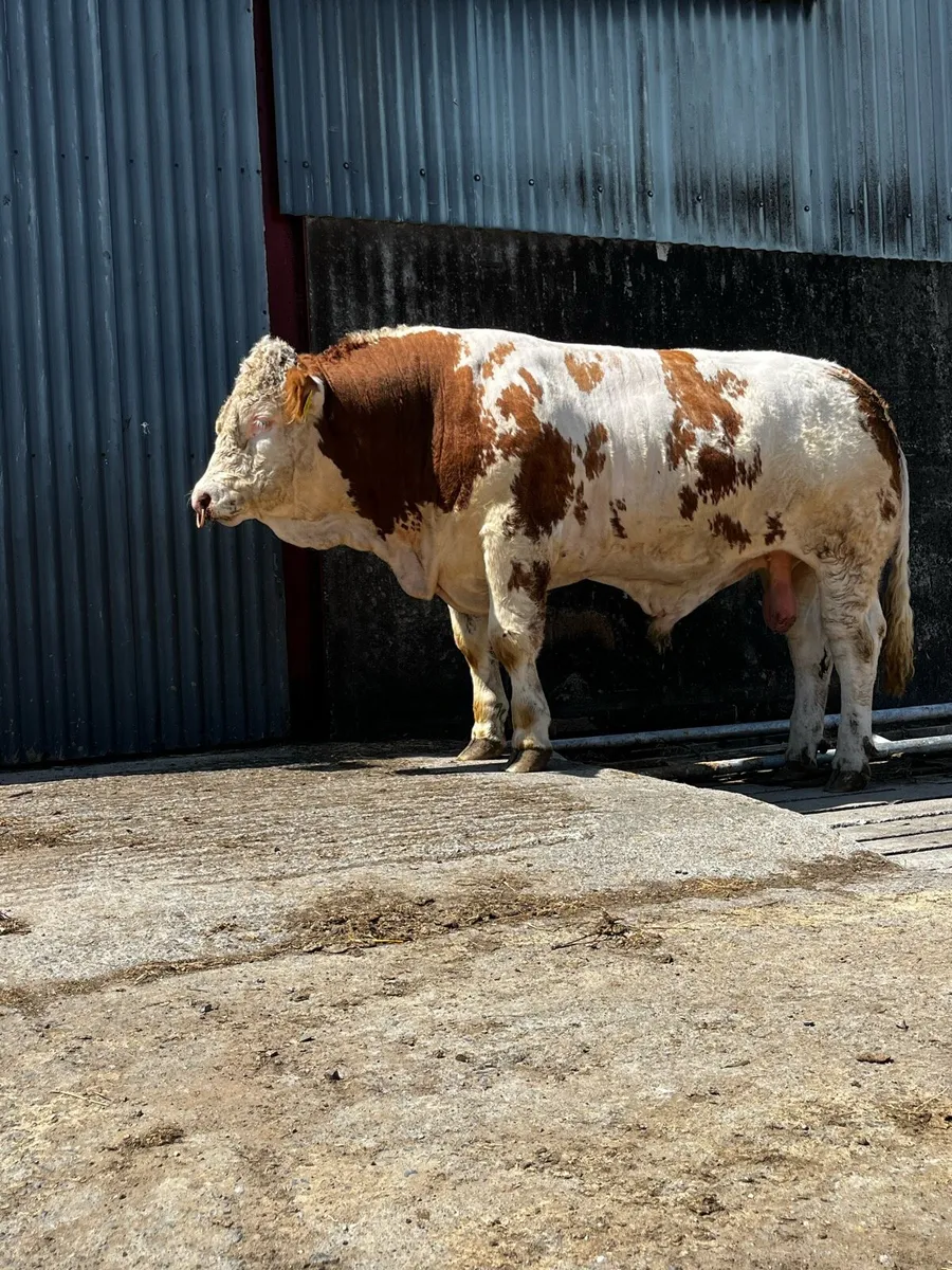 Pedigree Simmental Bull - Image 3