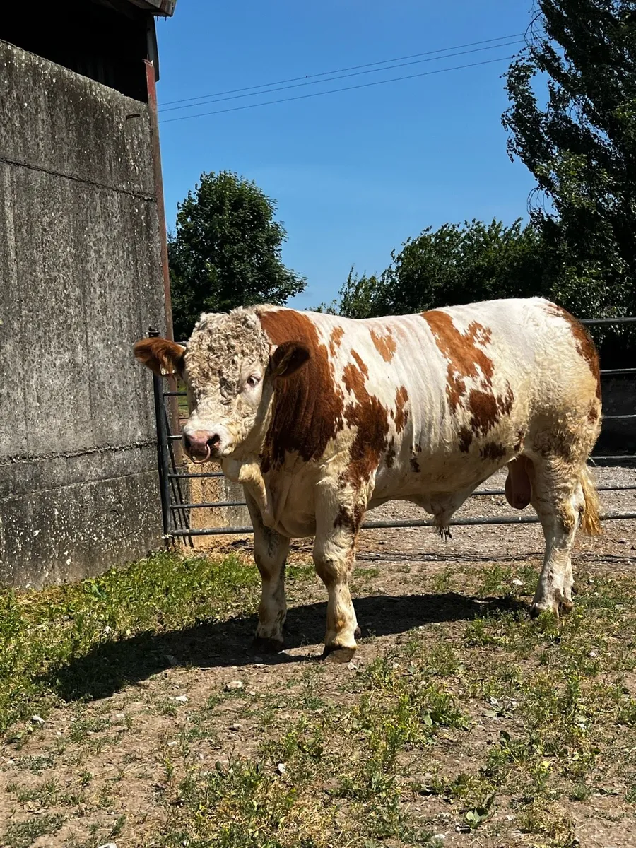 Pedigree Simmental Bull - Image 1