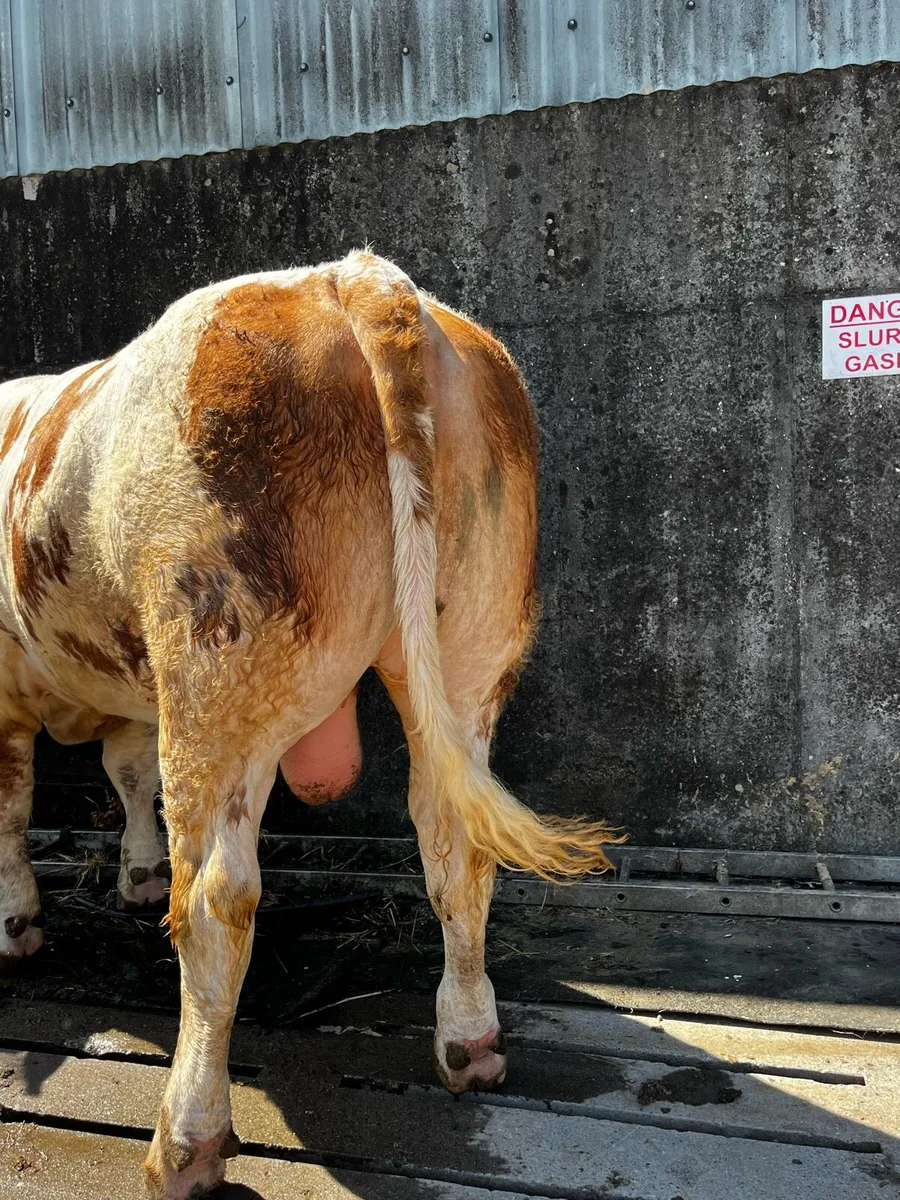 Pedigree Simmental Bull - Image 4