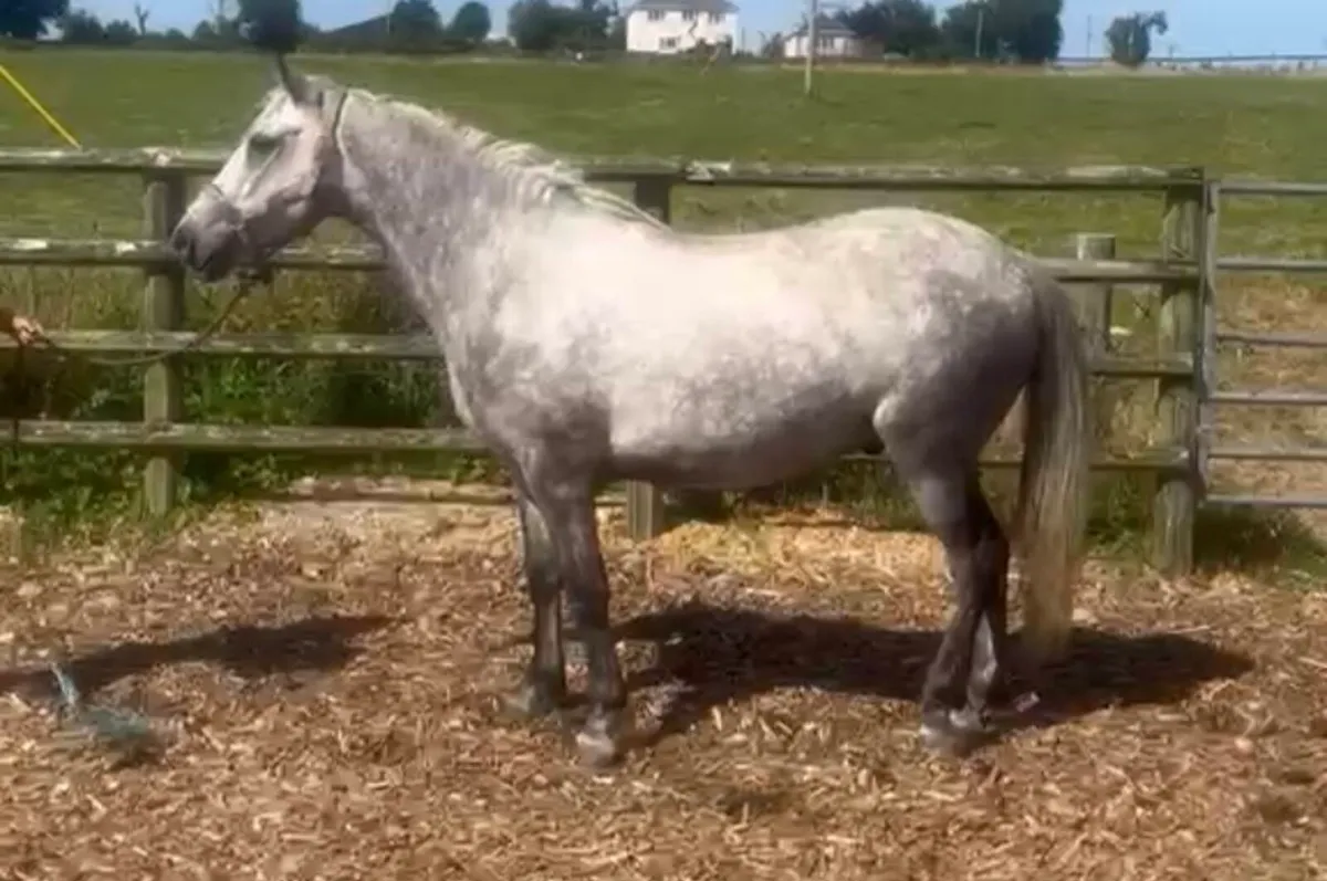 Connemara Gelding - Image 1