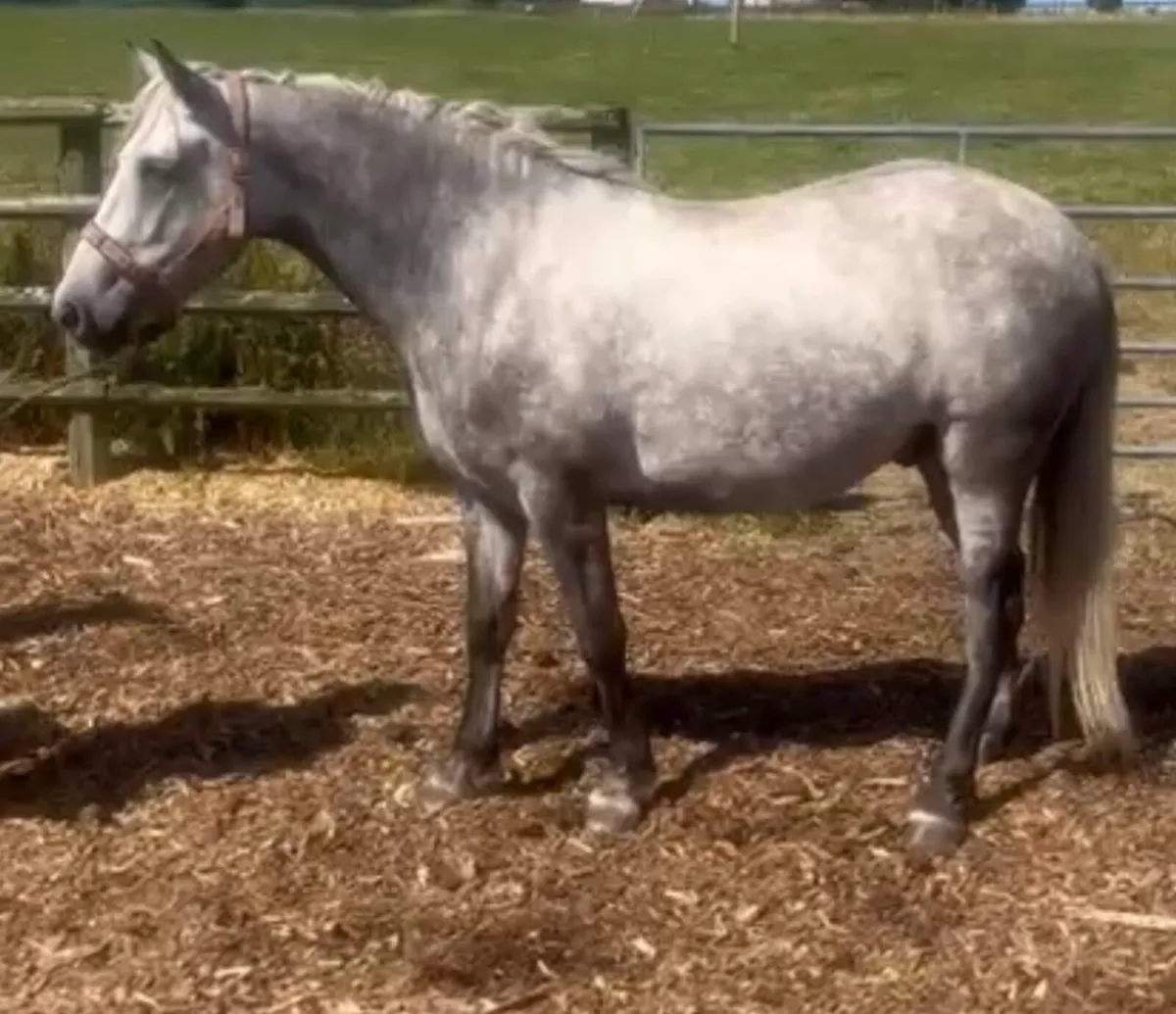 Connemara Gelding - Image 2