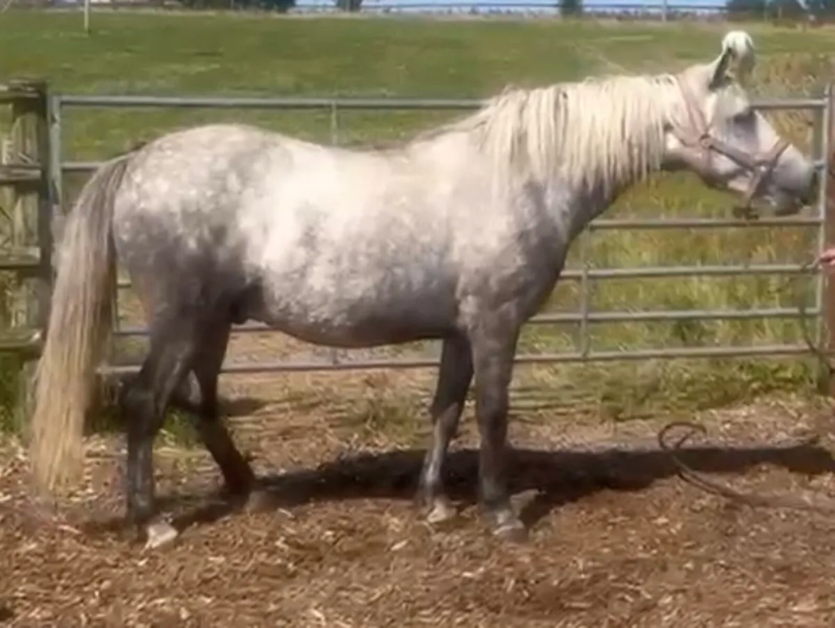 Connemara Gelding - Image 3