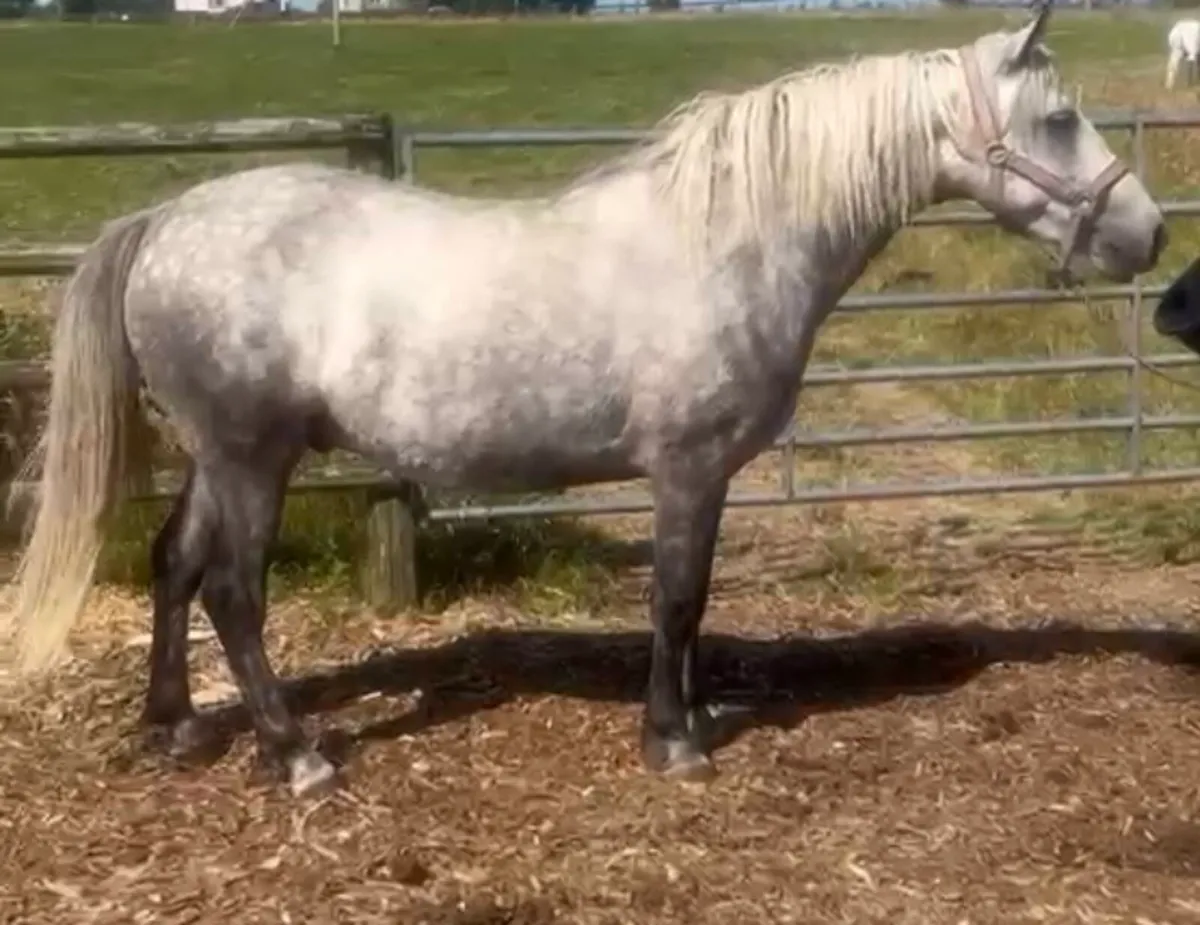 Connemara Gelding - Image 4