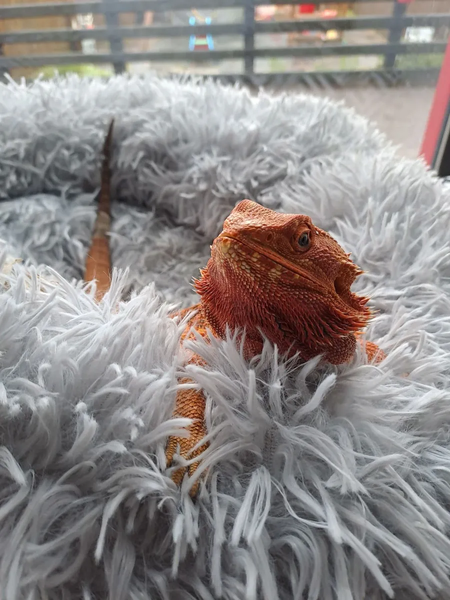 Bearded dragon - Image 1
