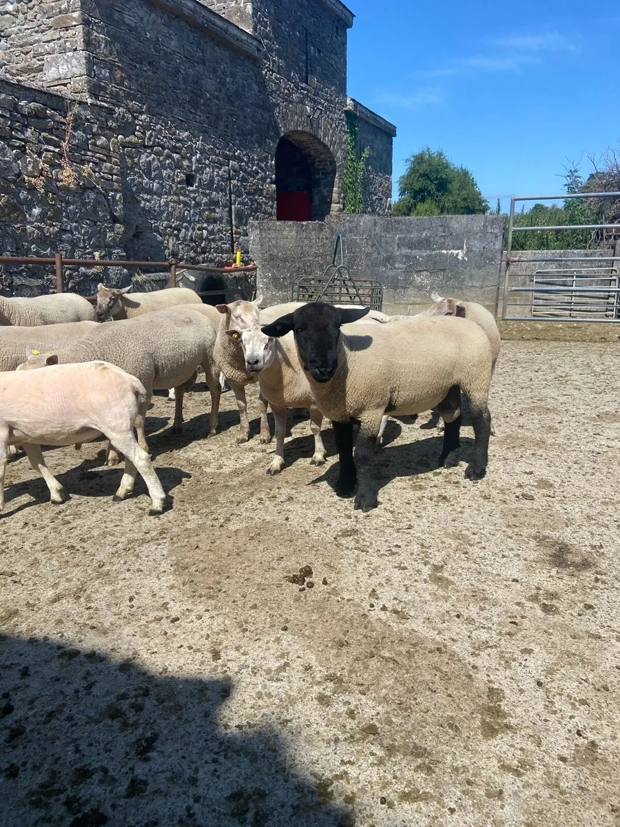 Rams Roscrea - Image 2