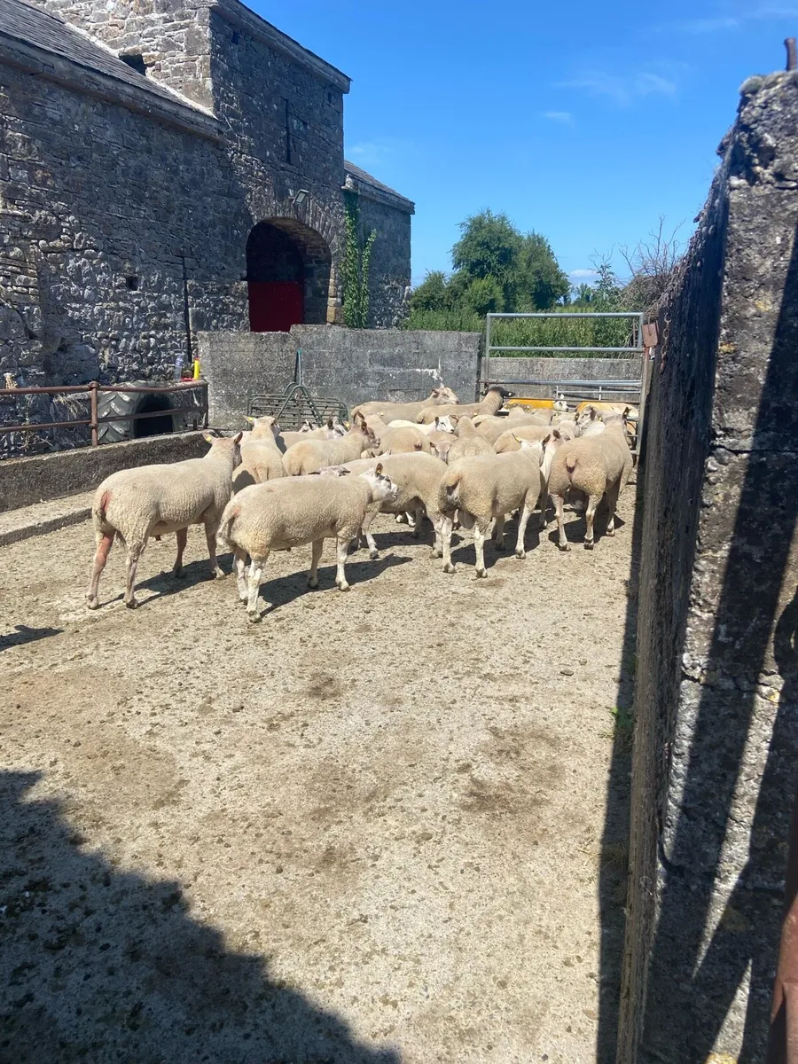 Rams Roscrea - Image 3