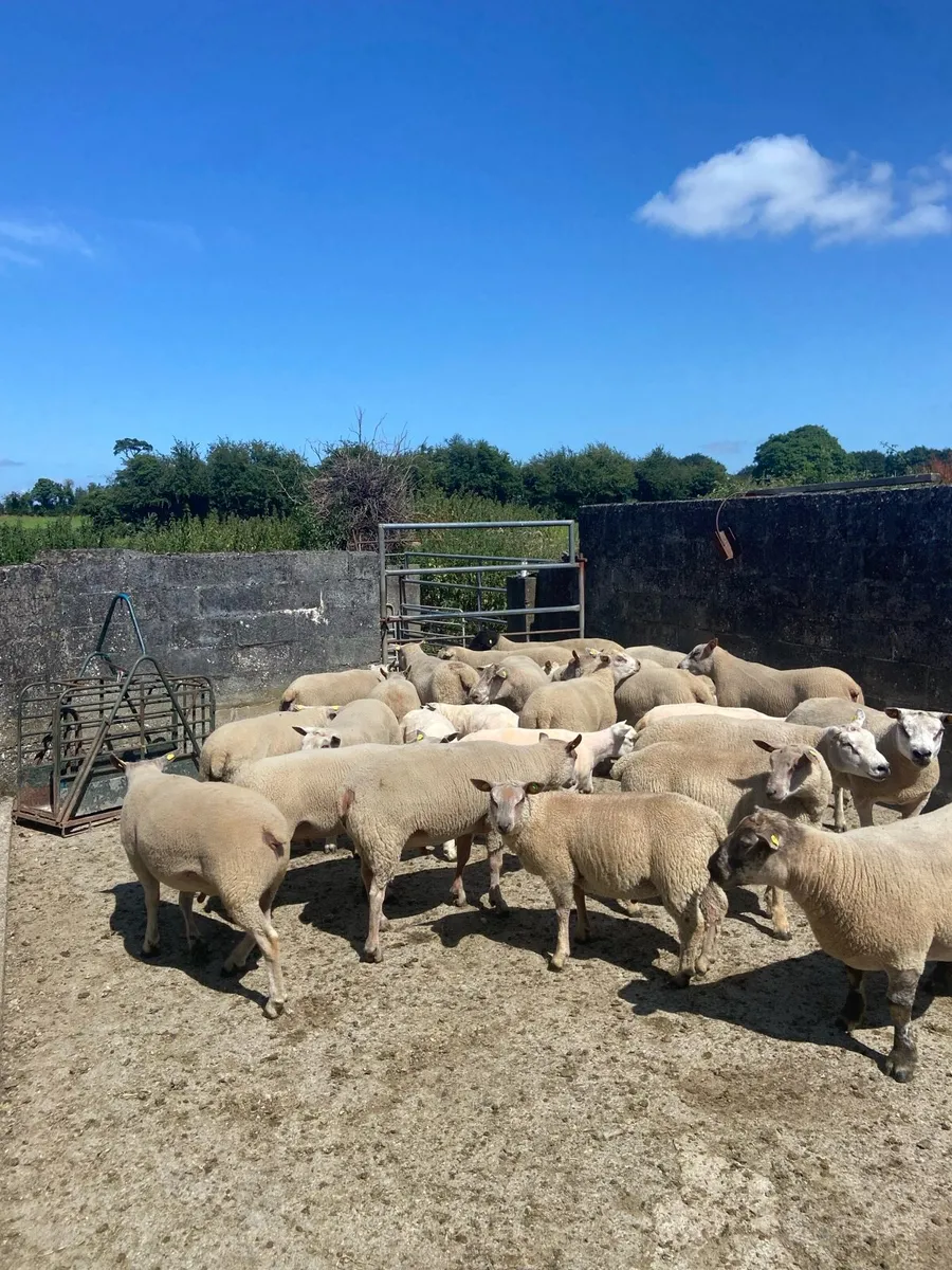 Rams Roscrea - Image 4
