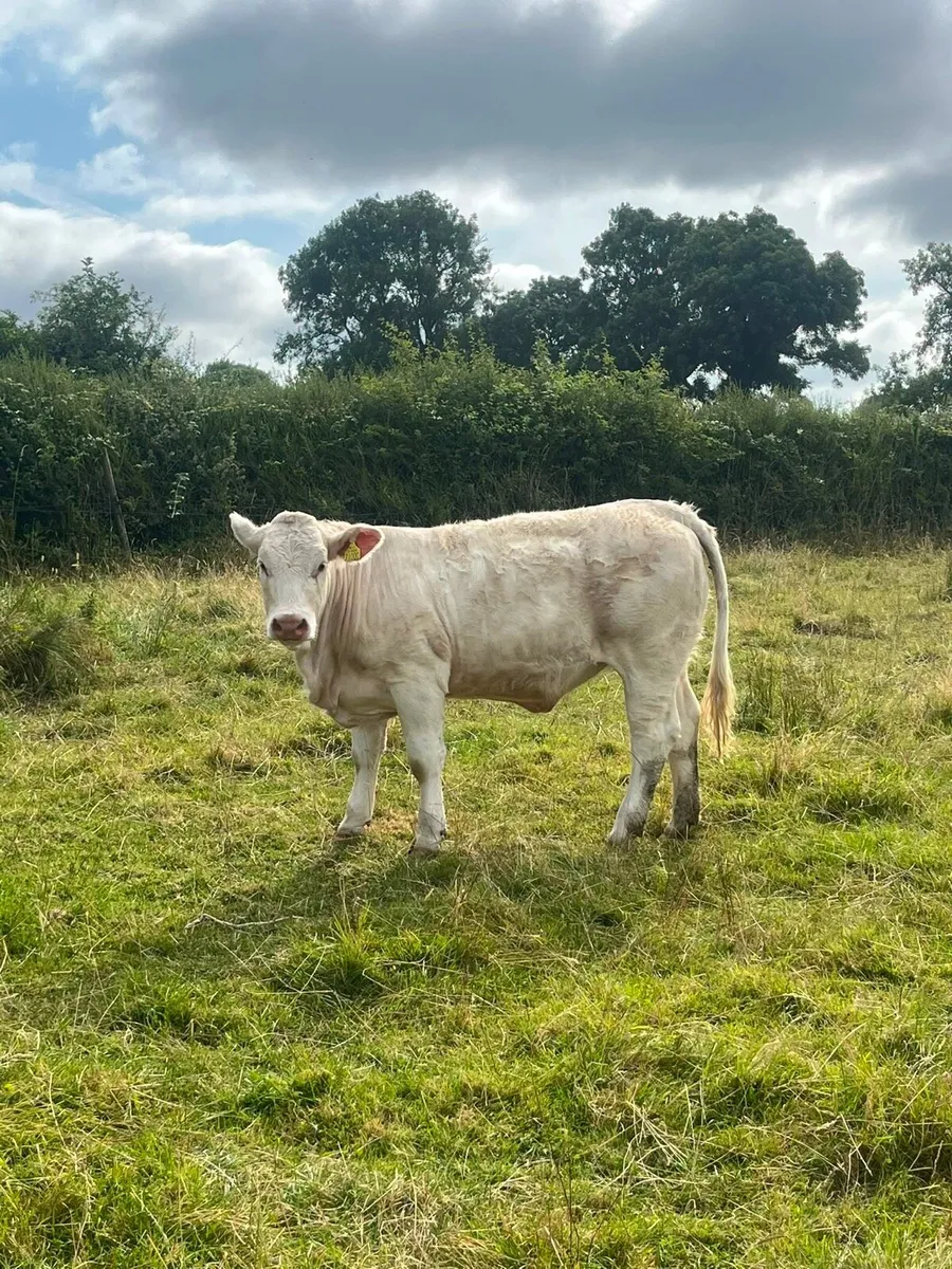 Pedigree Charolais Heifers - Image 2