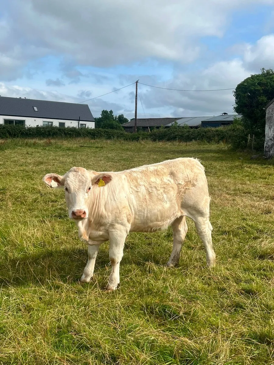 Pedigree Charolais Heifers - Image 1