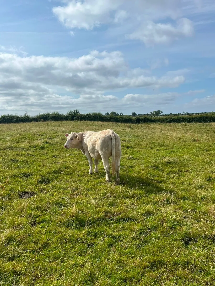 Pedigree Charolais Heifers - Image 3