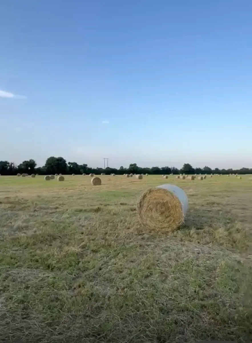 Hay