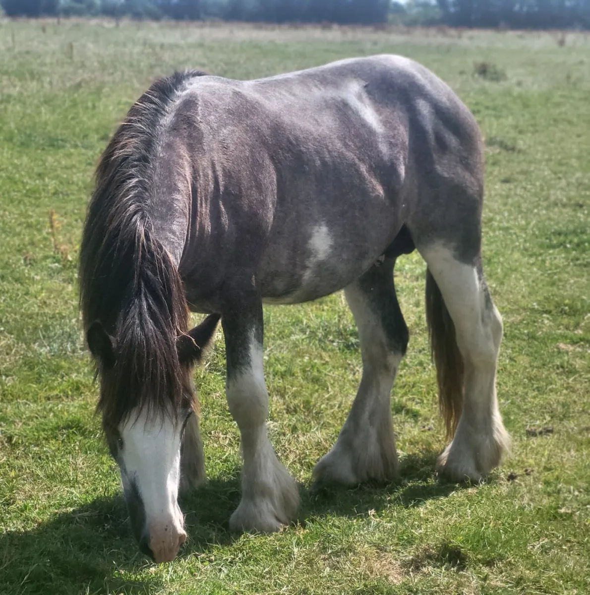 Two 2yr old colts - Image 2
