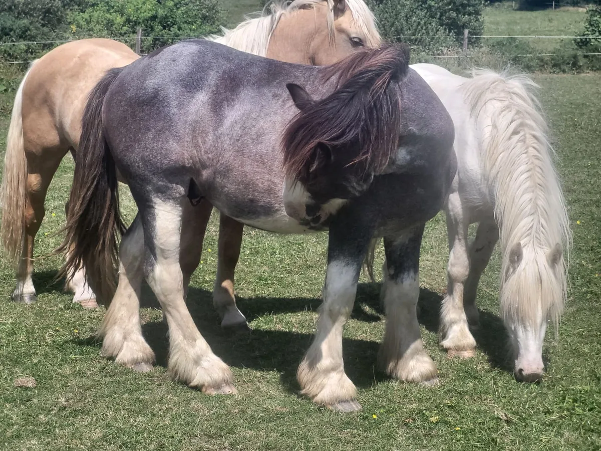 Two 2yr old colts - Image 3
